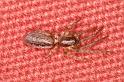Segestria_senoculata_D6162_Z_89_Les Gris_Frankrijk